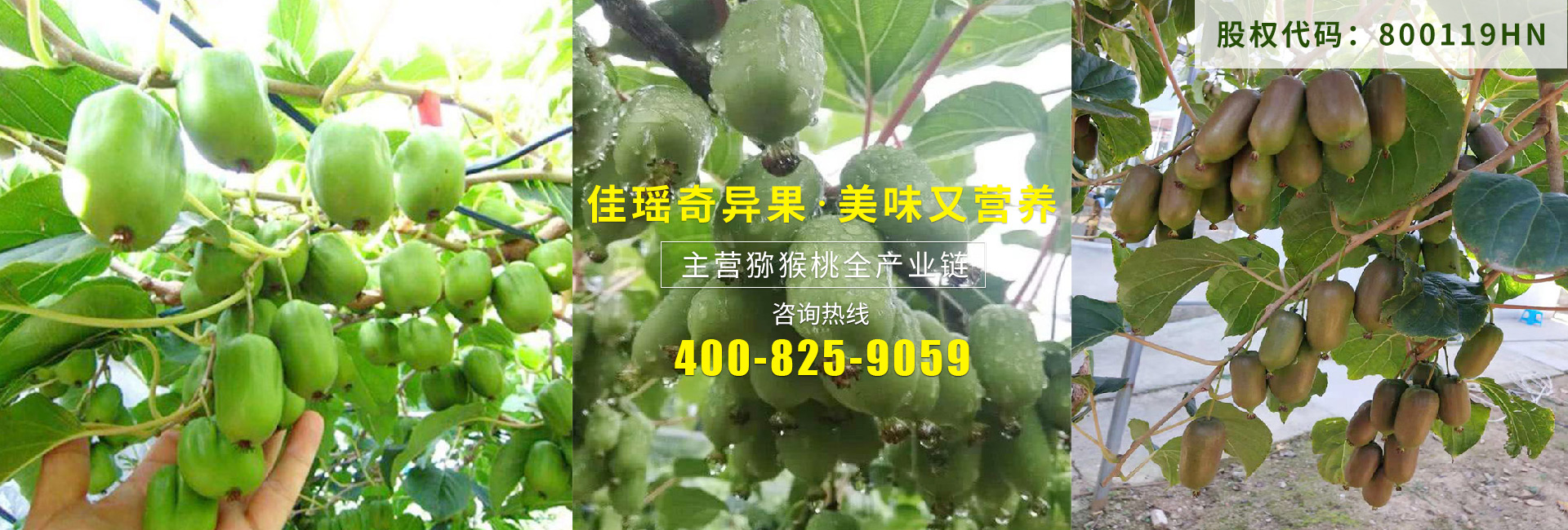 獼猴桃產業鏈 獼猴桃產業鏈